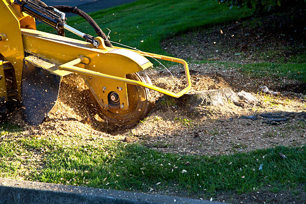 Best Tree Removal  in Basking Ridge, NJ